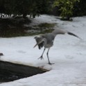 IMG 5243