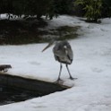 IMG 5245
