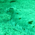 IMG 0284