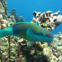 IMG 0040