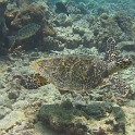 IMG 0060