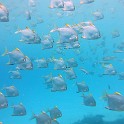 IMG 0066 1