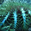 IMG 0211