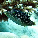IMG 0293 1