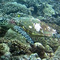 IMG 0327 1