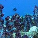 IMG 0535