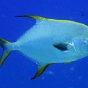 IMG 0539