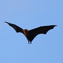 IMG 5412