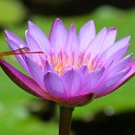 IMG 5596