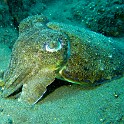 IMG 2517-2