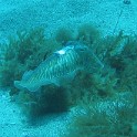 IMG 0025