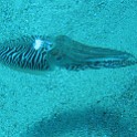 IMG 0027