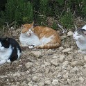 IMG 0503