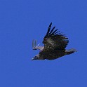 IMG 4039