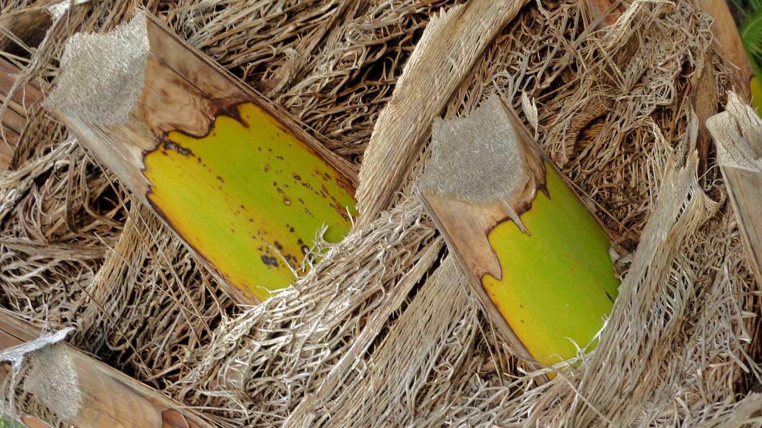 P1040815