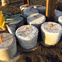 IMG 0347