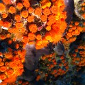 IMG 0965