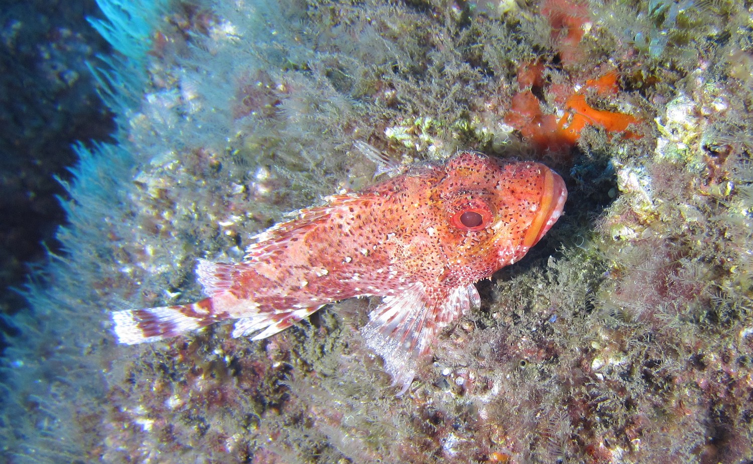 IMG 3683
