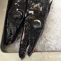 IMG 0268