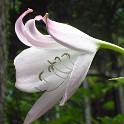 IMG 3554