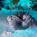 P1000929