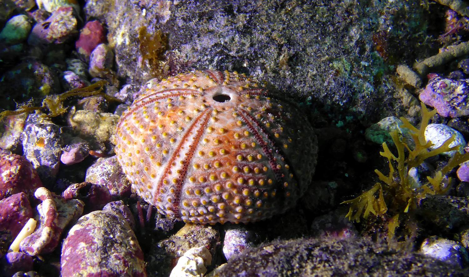 P1000993