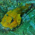 P1010962