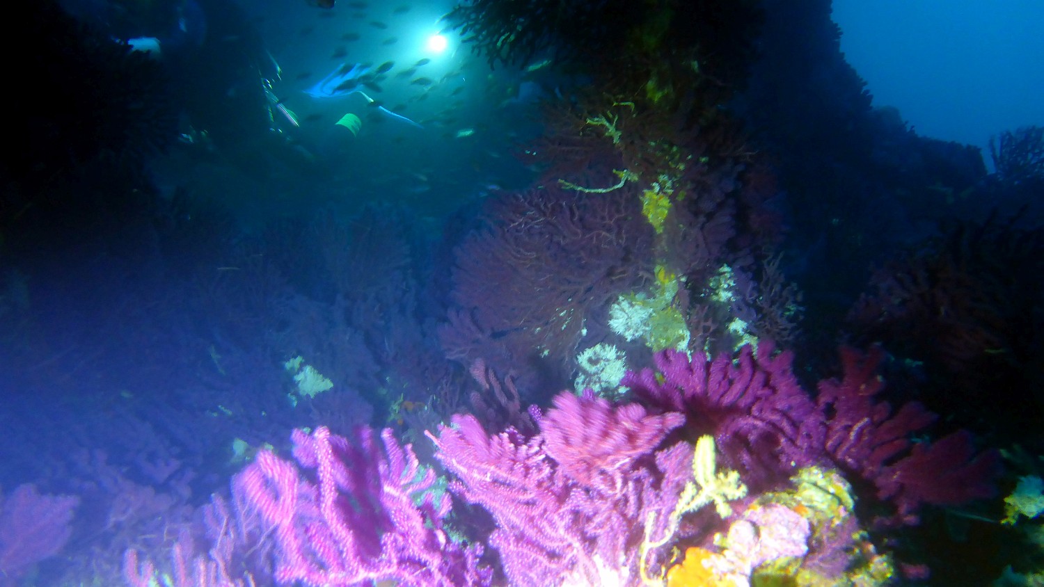 P1030940 v1