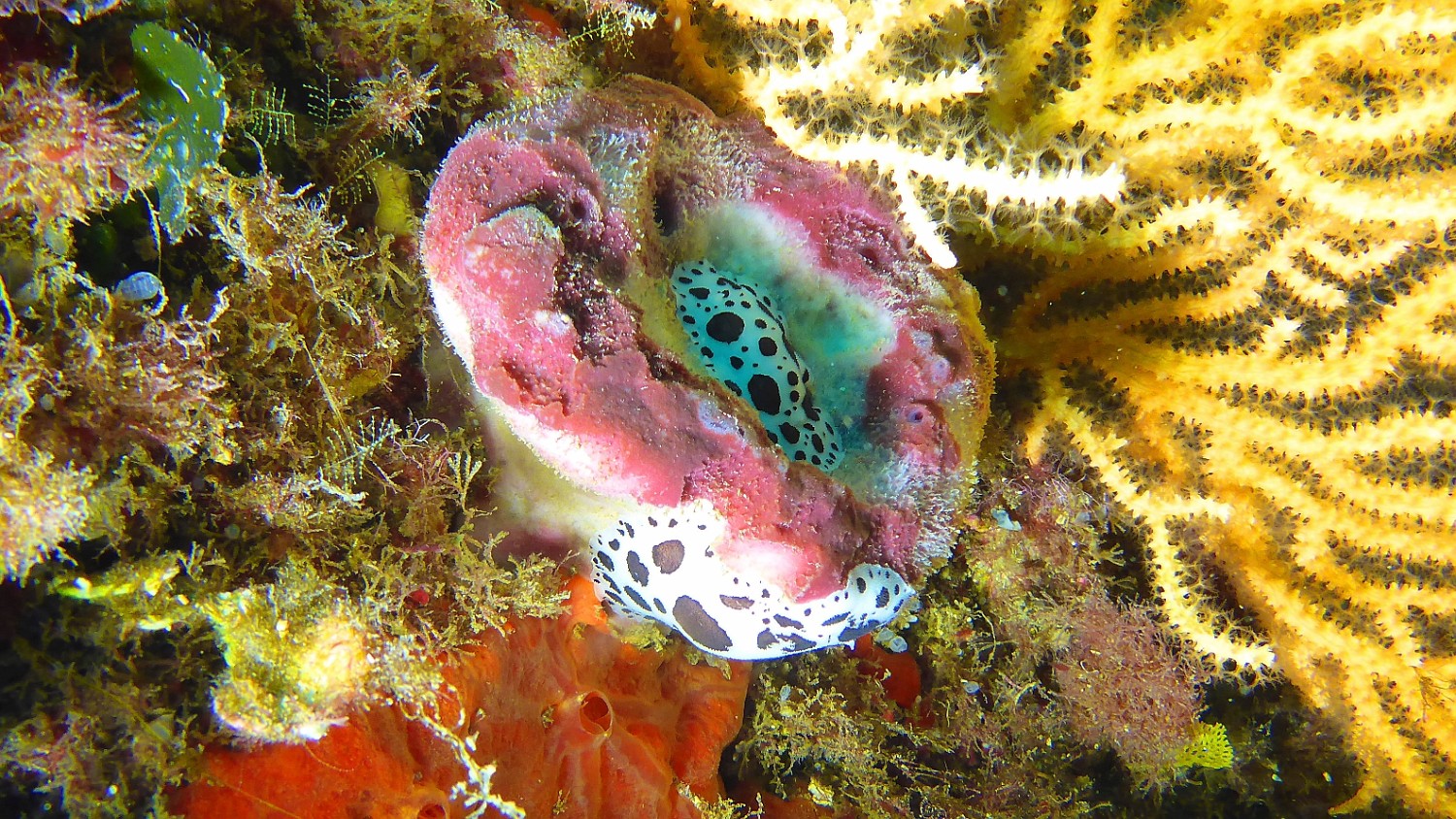 P1040011 v1