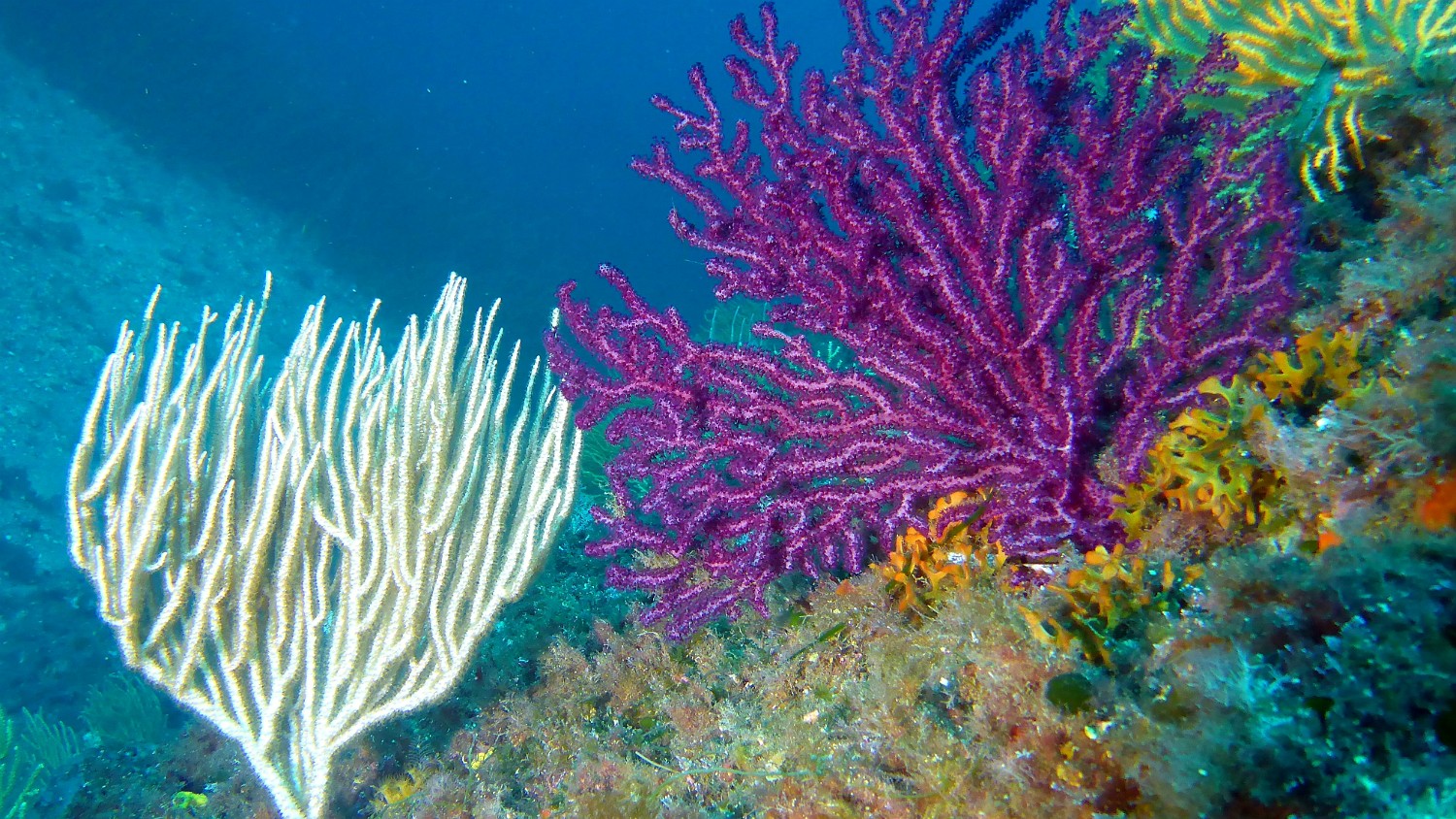 P1040013 v1