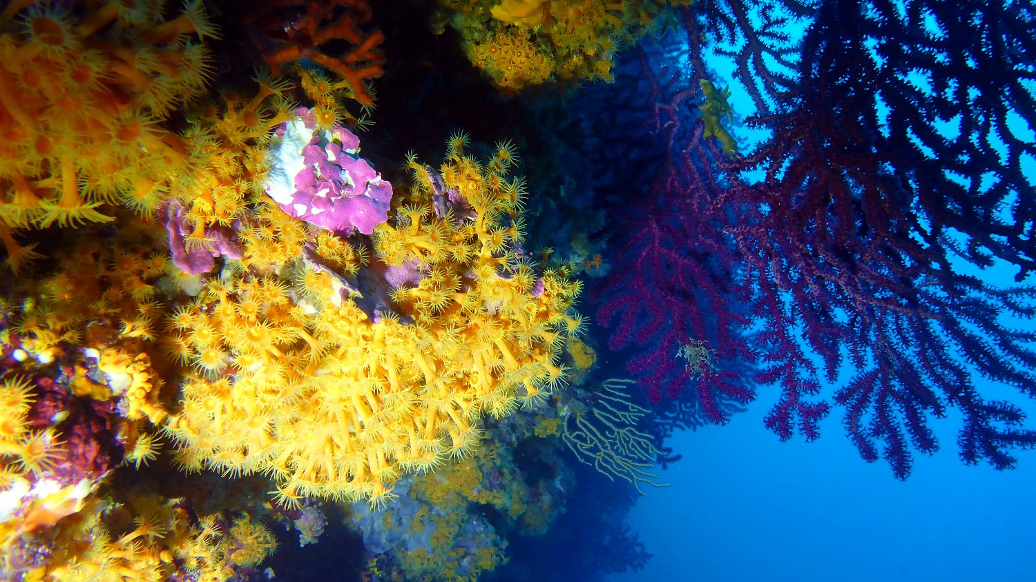 P1040019 v1
