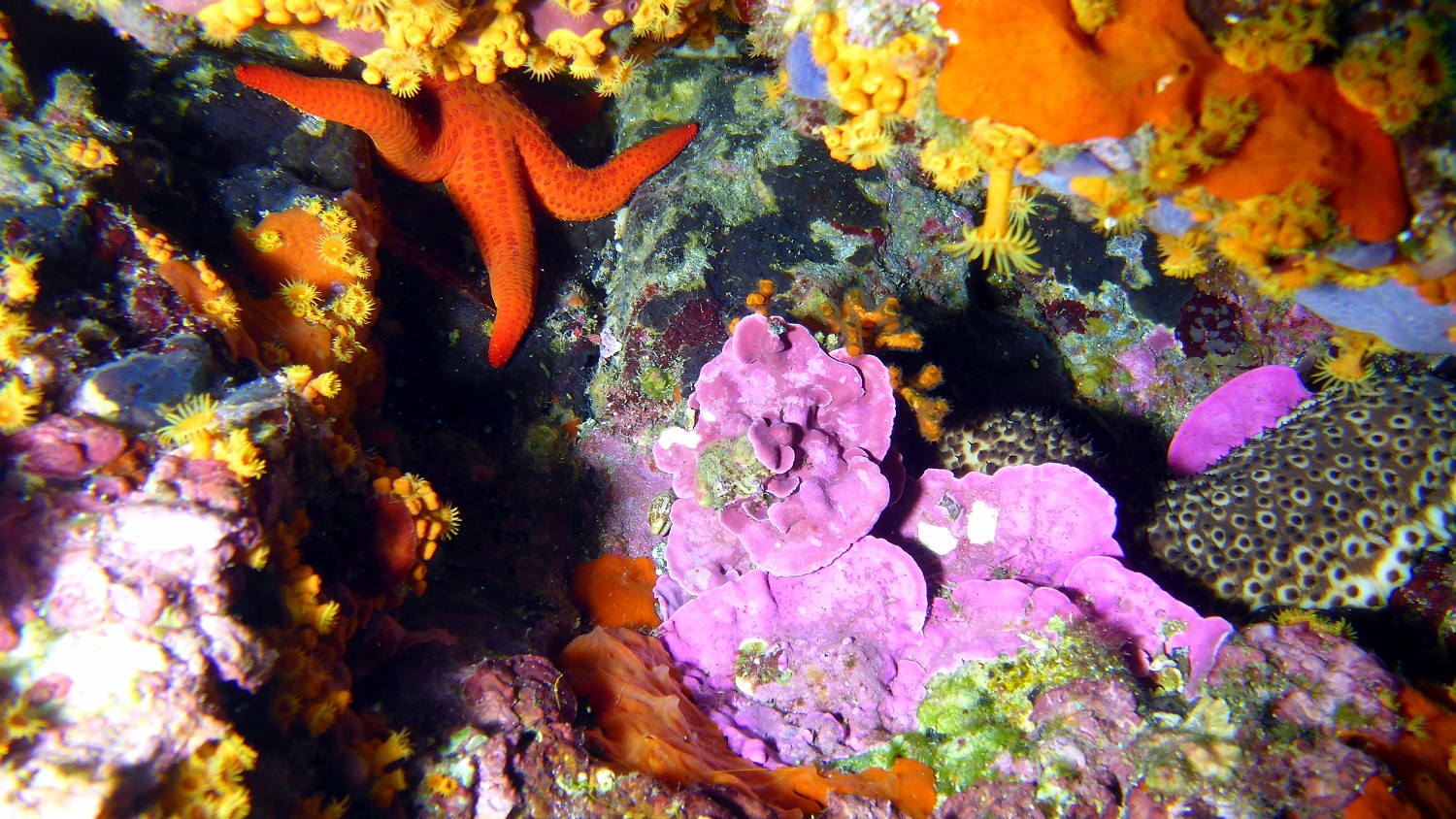 P1040027 v1