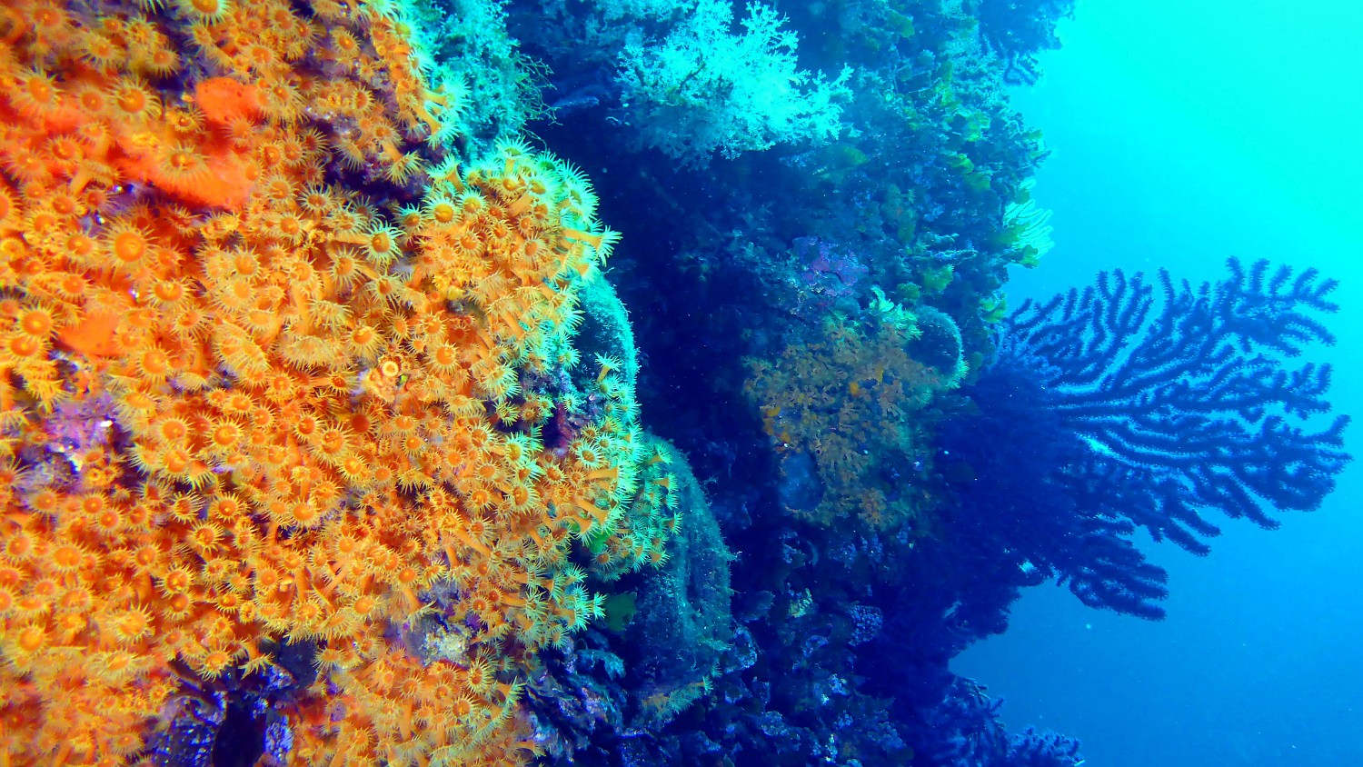 P1040032 v1