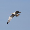 IMG 6070 1