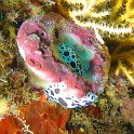 P1040011 v1