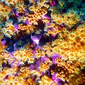P1040030 v1