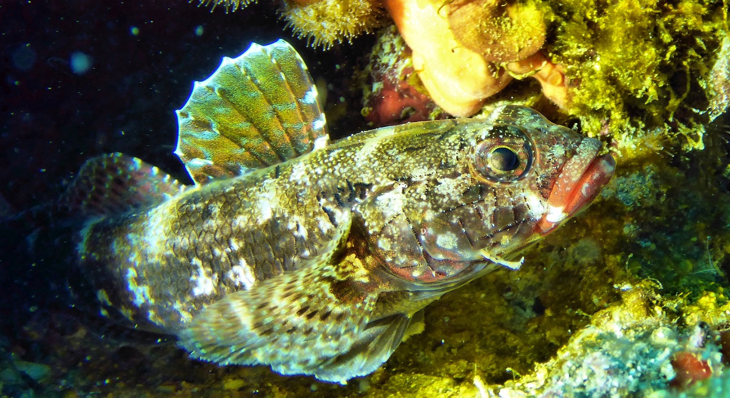 P1040482 1