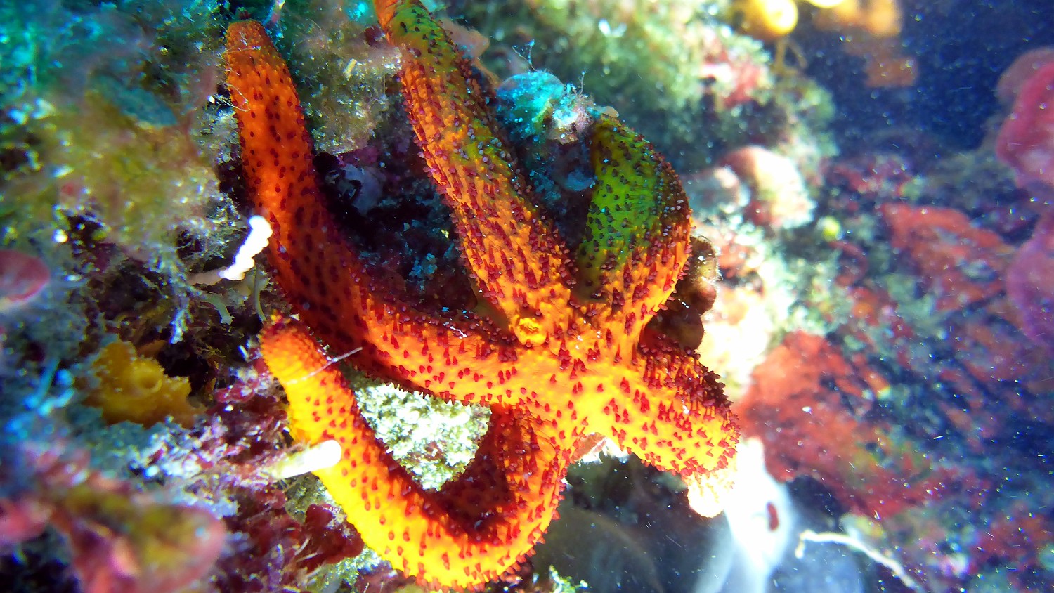 P1040499 1