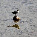 IMG 6963