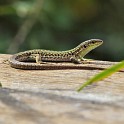 IMG 6983