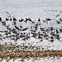IMG 6986