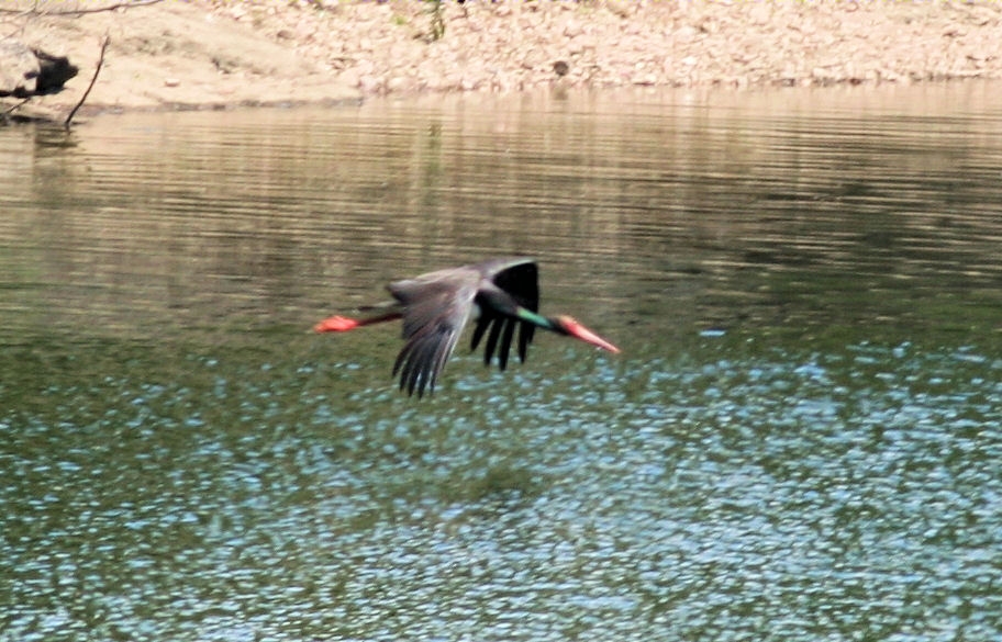 IMG 7008