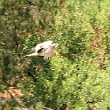 IMG 6853