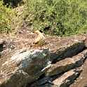 IMG 6861