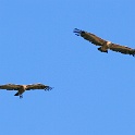 IMG 6982