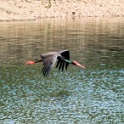 IMG 7008