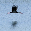 IMG 7014