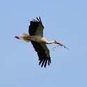 IMG 9725
