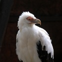 IMG 8703