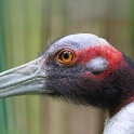 IMG 1524 1